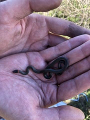 Diadophis punctatus similis