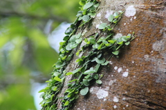 Peperomia rotundifolia