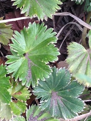 Alchemilla orbiculata