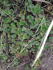 Alchemilla orbiculata