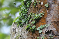 Peperomia rotundifolia