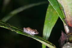 Pristimantis altamazonicus