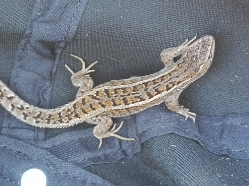 Variegated Tree Iguana, Liolaemus variegatus