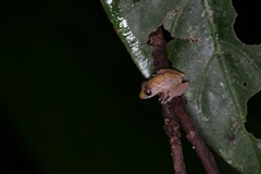 Pristimantis luscombei