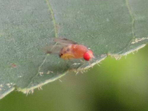 Leucophenga varia photo 5