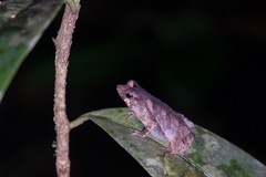 Rhinella margaritifera