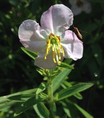 Rhexia mariana mariana