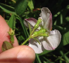 Rhexia mariana mariana