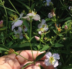 Rhexia mariana mariana