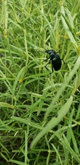 Calosoma granatense