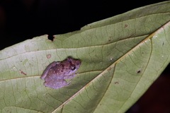 Pristimantis luscombei