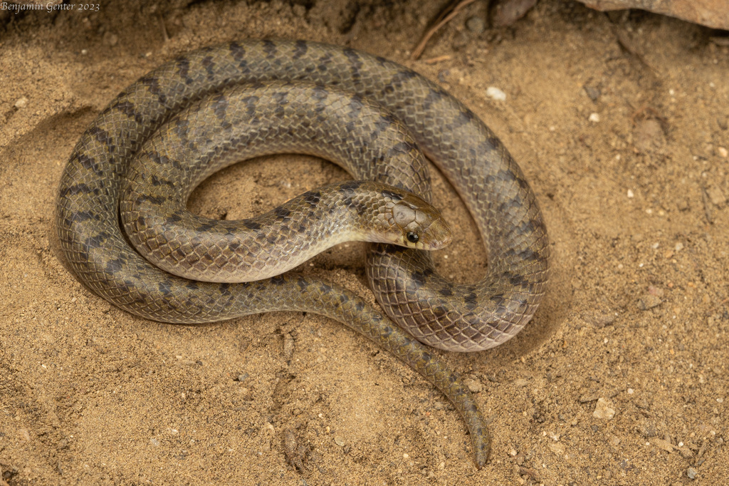 Mexican Hooknose Snake