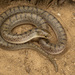 Tamaulipan Hook-nosed Snake - Photo (c) Benjamin Genter, some rights reserved (CC BY-NC), uploaded by Benjamin Genter