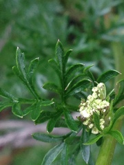 Cotopaxia asplundii