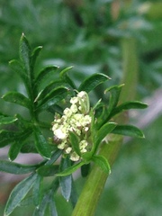Cotopaxia asplundii