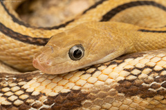 Trans-Pecos Rat Snake photo 3