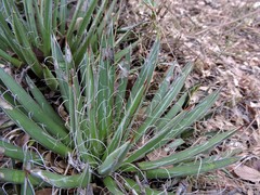 Agave parviflora