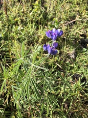 Lupinus pubescens