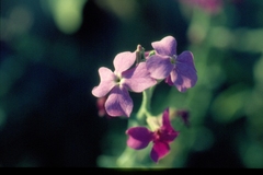 Matthiola incana