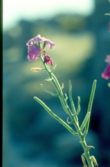 Matthiola incana