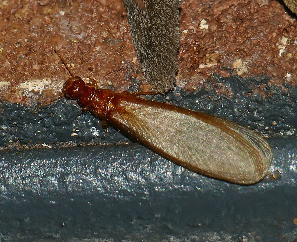 Pterotermes occidentis
