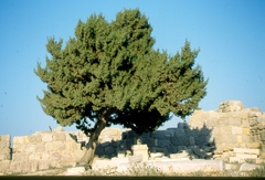Juniperus oxycedrus