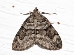Thera contractata