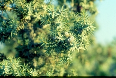 Juniperus oxycedrus