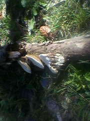 Truncospora ochroleuca