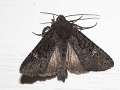 Melanapamea mixta