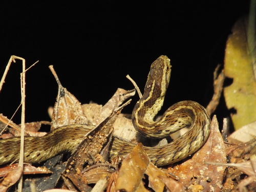 Pampas Snake