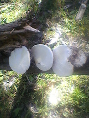 Truncospora ochroleuca