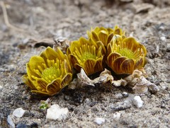 Oxygraphis glacialis