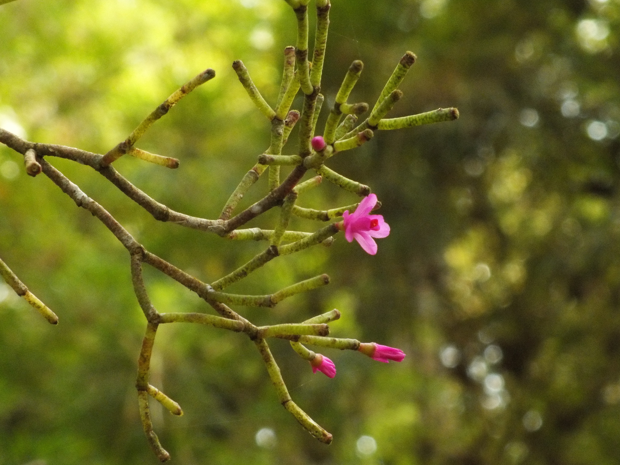 Hatiora herminiae