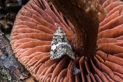 Hydriomena albifasciata
