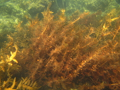 Carpophyllum plumosum