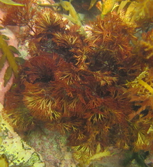 Melanthalia abscissa