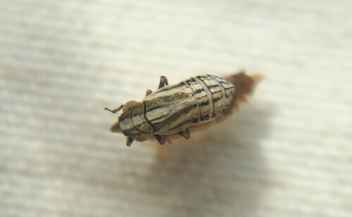 Aphelonema, 2023-08-09