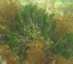 Caulerpa flexilis