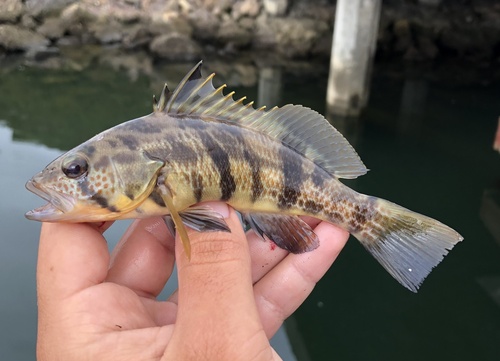 Barred sand bass (Paralabrax nebulifer) — Serranidae — 2