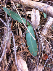 Platanthera transversa