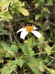 Bidens alba