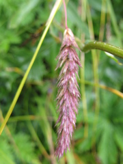 Phleum hirsutum
