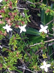 Arcytophyllum