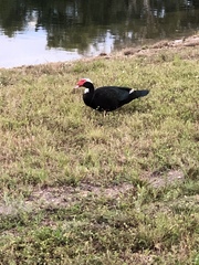 Cairina moschata domestica