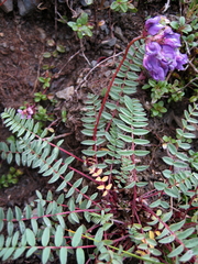 Oxytropis montana