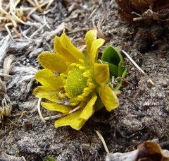 Oxygraphis glacialis