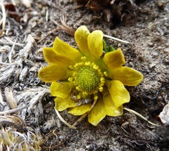 Oxygraphis glacialis