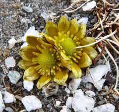 Oxygraphis glacialis