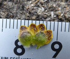 Oxygraphis glacialis